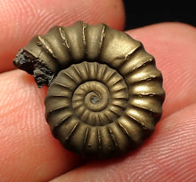 Load image into Gallery viewer, Perfect Promicroceras pyritosum ammonite fossil (20 mm)