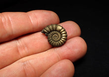 Load image into Gallery viewer, Perfect Promicroceras pyritosum ammonite fossil (20 mm)