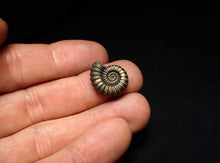 Load image into Gallery viewer, Promicroceras pyritosum ammonite fossil (17 mm)