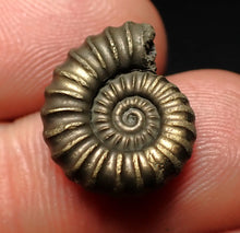 Load image into Gallery viewer, Promicroceras pyritosum ammonite fossil (17 mm)