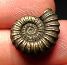 Load image into Gallery viewer, Promicroceras pyritosum ammonite fossil (17 mm)