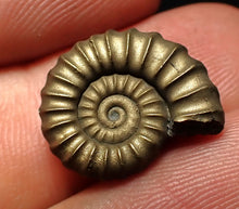 Load image into Gallery viewer, Promicroceras pyritosum ammonite fossil (17 mm)