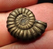 Load image into Gallery viewer, Promicroceras pyritosum ammonite fossil (17 mm)