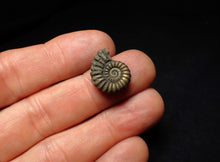 Load image into Gallery viewer, Promicroceras pyritosum ammonite fossil (18 mm)