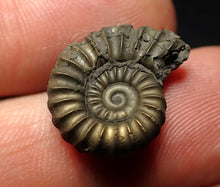 Load image into Gallery viewer, Promicroceras pyritosum ammonite fossil (18 mm)