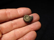 Load image into Gallery viewer, Promicroceras pyritosum ammonite fossil (18 mm)