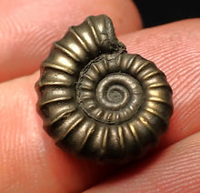 Load image into Gallery viewer, Promicroceras pyritosum ammonite fossil (17 mm)