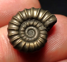 Load image into Gallery viewer, Promicroceras pyritosum ammonite fossil (17 mm)