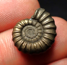 Load image into Gallery viewer, Promicroceras pyritosum ammonite fossil (17 mm)