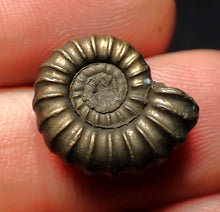 Load image into Gallery viewer, Promicroceras pyritosum ammonite fossil (17 mm)
