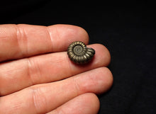 Load image into Gallery viewer, Promicroceras pyritosum ammonite fossil (17 mm)