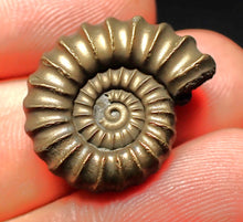 Load image into Gallery viewer, Perfect Promicroceras pyritosum ammonite fossil (22 mm)