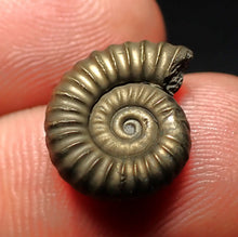 Load image into Gallery viewer, Promicroceras pyritosum ammonite fossil (15 mm)