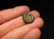 Load image into Gallery viewer, Promicroceras pyritosum ammonite fossil (22 mm)
