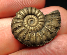 Load image into Gallery viewer, Promicroceras pyritosum ammonite fossil (22 mm)