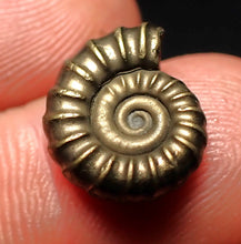Load image into Gallery viewer, Promicroceras pyritosum ammonite fossil (14 mm)