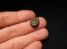 Load image into Gallery viewer, Promicroceras pyritosum ammonite fossil (14 mm)