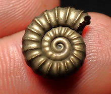 Load image into Gallery viewer, Promicroceras pyritosum ammonite fossil (14 mm)