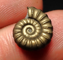 Load image into Gallery viewer, Promicroceras pyritosum ammonite fossil (14 mm)