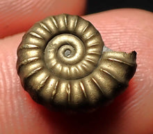 Load image into Gallery viewer, Promicroceras pyritosum ammonite fossil (14 mm)