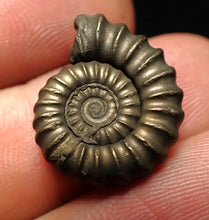 Load image into Gallery viewer, Promicroceras pyritosum ammonite fossil (20 mm)
