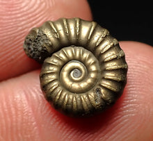 Load image into Gallery viewer, Promicroceras pyritosum ammonite fossil (14 mm)