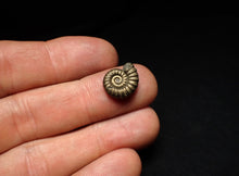Load image into Gallery viewer, Promicroceras pyritosum ammonite fossil (14 mm)