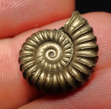 Load image into Gallery viewer, Promicroceras pyritosum ammonite fossil (18 mm)