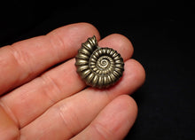 Load image into Gallery viewer, Huge Promicroceras pyritosum ammonite fossil (27 mm)