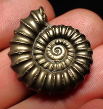 Load image into Gallery viewer, Huge Promicroceras pyritosum ammonite fossil (27 mm)