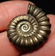 Load image into Gallery viewer, Huge Promicroceras pyritosum ammonite fossil (27 mm)