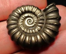 Load image into Gallery viewer, Huge Promicroceras pyritosum ammonite fossil (27 mm)