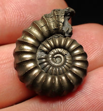 Load image into Gallery viewer, Large Promicroceras pyritosum ammonite fossil (25 mm)