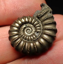 Load image into Gallery viewer, Large Promicroceras pyritosum ammonite fossil (25 mm)