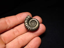 Load image into Gallery viewer, Huge Microderoceras inexpectans ammonite fossil (27 mm)