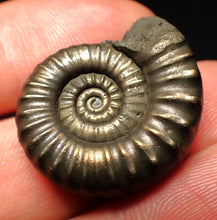 Load image into Gallery viewer, Huge Microderoceras inexpectans ammonite fossil (27 mm)