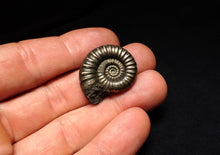 Load image into Gallery viewer, Huge Microderoceras inexpectans ammonite fossil (27 mm)