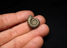 Load image into Gallery viewer, Perfect Microderoceras inexpectans ammonite fossil (20 mm)