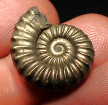 Load image into Gallery viewer, Perfect Microderoceras inexpectans ammonite fossil (20 mm)