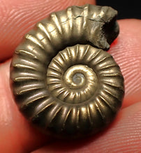 Load image into Gallery viewer, Perfect Microderoceras inexpectans ammonite fossil (20 mm)