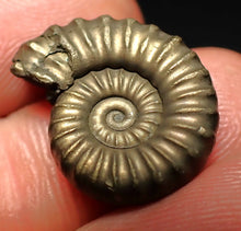 Load image into Gallery viewer, Perfect Microderoceras inexpectans ammonite fossil (20 mm)