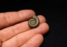 Load image into Gallery viewer, Perfect Microderoceras inexpectans ammonite fossil (20 mm)