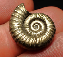 Load image into Gallery viewer, Perfect Microderoceras inexpectans ammonite fossil (19 mm)