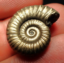 Load image into Gallery viewer, Perfect Microderoceras inexpectans ammonite fossil (19 mm)