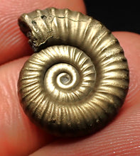 Load image into Gallery viewer, Perfect Microderoceras inexpectans ammonite fossil (19 mm)