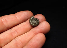 Load image into Gallery viewer, Crucilobiceras pyrite ammonite fossil (16 mm)