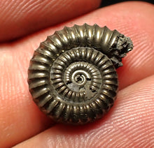 Load image into Gallery viewer, Crucilobiceras pyrite ammonite fossil (16 mm)