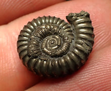 Load image into Gallery viewer, Crucilobiceras pyrite ammonite fossil (16 mm)