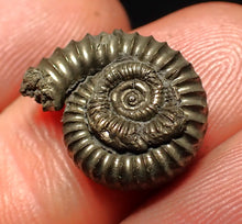 Load image into Gallery viewer, Crucilobiceras pyrite ammonite fossil (16 mm)