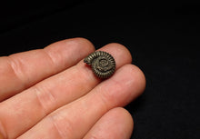 Load image into Gallery viewer, Crucilobiceras pyrite ammonite fossil (16 mm)